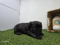 Bogey, a male Frenchton for sale in Fort Wayne, IN – Photo 6 of 6