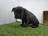 Bogey, a male Frenchton for sale in Fort Wayne, IN – 2 of 6