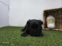 Bogey, a male Frenchton for sale in Fort Wayne, IN – Photo 2 of 6