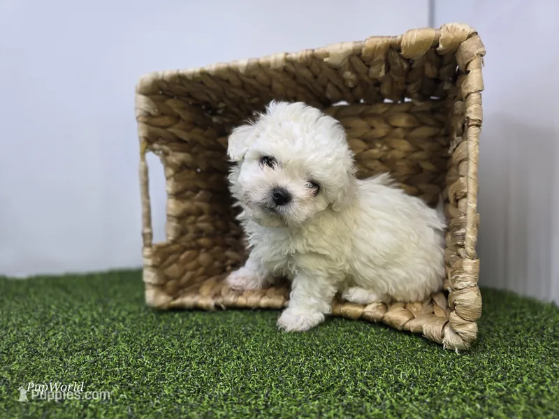 Toby – Bichon Frise, Pekingese puppy for sale in Fort Wayne, IN