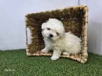 Toby, a male Bichon Frise and Pekingese for sale in Fort Wayne, IN – Photo 1 of 6