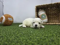 Toby, a  Bichon Frise and Pekingese for sale in Fort Wayne, IN – Photo 4 of 8
