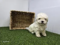 Toby, a male Bichon Frise and Pekingese for sale in Fort Wayne, IN – Photo 4 of 6