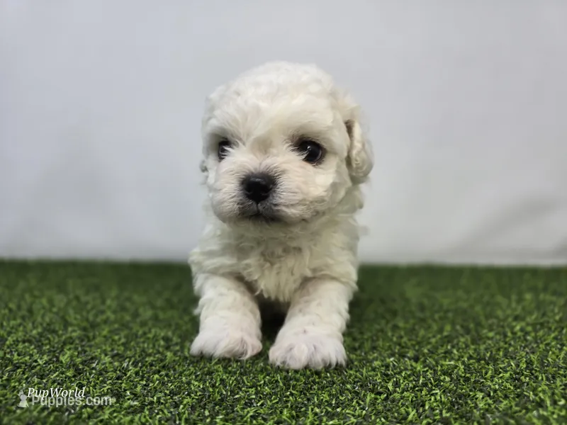 Toby – Bichon Frise, Pekingese puppy for sale in Fort Wayne, IN