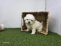 Toby, a male Bichon Frise and Pekingese for sale in Fort Wayne, IN – Photo 6 of 6