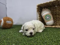 Toby, a  Bichon Frise and Pekingese for sale in Fort Wayne, IN – Photo 3 of 8
