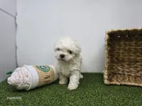 Toby, a male Bichon Frise and Pekingese for sale in Fort Wayne, IN – Photo 3 of 6