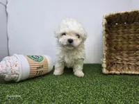 Toby, a male Bichon Frise and Pekingese for sale in Fort Wayne, IN – Photo 5 of 6