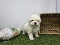 Toby, a male Bichon Frise and Pekingese for sale in Fort Wayne, IN – Photo 2 of 6