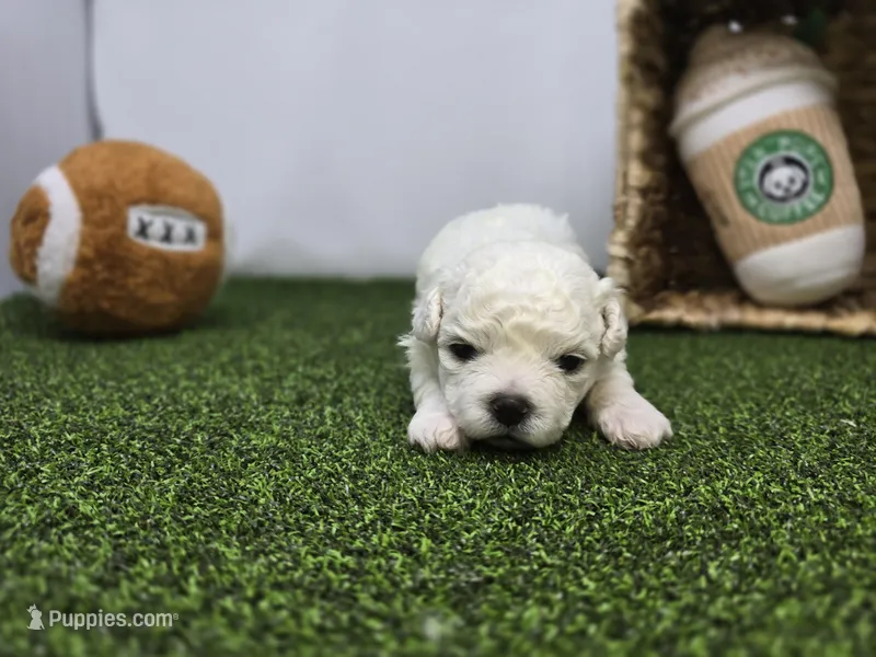 Toby – Bichon Frise, Pekingese puppy for sale in Fort Wayne, IN