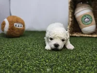 Toby, a  Bichon Frise and Pekingese for sale in Fort Wayne, IN – Photo 1 of 8