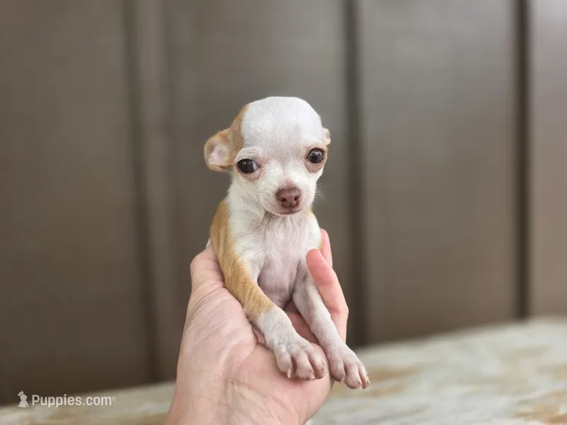 Rambo – Chihuahua puppy for sale in Fort Wayne, IN