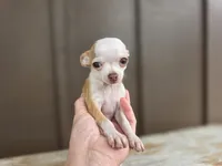 Rambo, a male Chihuahua for sale in Fort Wayne, IN – 1 of 6