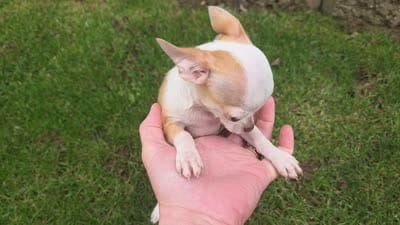 Rambo, a male Chihuahua for sale in Fort Wayne, IN – 6 of 6