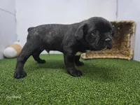 Duke, a male Frenchton for sale in Fort Wayne, IN – 6 of 6