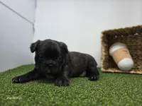 Duke, a male Frenchton for sale in Fort Wayne, IN – Photo 2 of 6