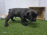 Duke, a male Frenchton for sale in Fort Wayne, IN – 5 of 6