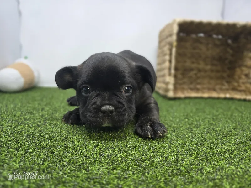 Duke – Frenchton puppy for sale in Fort Wayne, IN