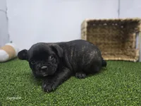 Duke, a male Frenchton for sale in Fort Wayne, IN – 3 of 6