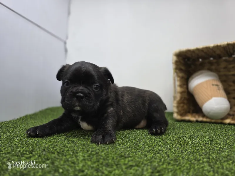 Duke – Frenchton puppy for sale in Fort Wayne, IN