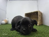 Duke, a male Frenchton for sale in Fort Wayne, IN – 4 of 6