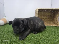 Duke, a male Frenchton for sale in Fort Wayne, IN – 2 of 6