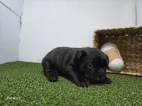 Duke, a male Frenchton for sale in Fort Wayne, IN – Photo 6 of 6