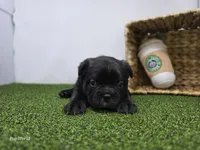 Duke, a male Frenchton for sale in Fort Wayne, IN – Photo 3 of 6