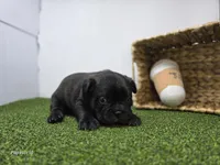 Duke, a male Frenchton for sale in Fort Wayne, IN – Photo 4 of 6