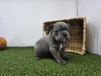 Paisley, a female Frenchton for sale in Fort Wayne, IN – Photo 3 of 8