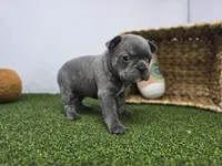Paisley, a female Frenchton for sale in Fort Wayne, IN – Photo 4 of 8
