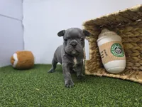 Paisley, a female Frenchton for sale in Fort Wayne, IN – Photo 2 of 8