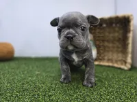 Paisley, a female Frenchton for sale in Fort Wayne, IN – Photo 1 of 8