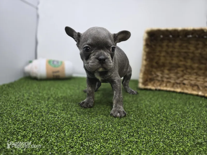 Paisley – Frenchton puppy for sale in Fort Wayne, IN