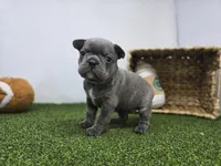Paisley, a female Frenchton for sale in Fort Wayne, IN – Photo 5 of 8