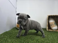 Paisley, a female Frenchton for sale in Fort Wayne, IN – Photo 6 of 8