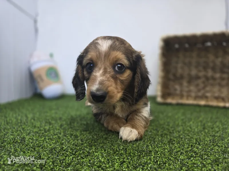Carson – Dachshund puppy for sale in Fort Wayne, IN