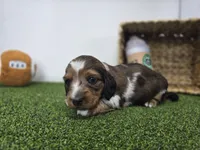 Carson, a male Dachshund for sale in Fort Wayne, IN – Photo 3 of 8