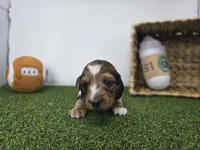 Carson, a male Dachshund for sale in Fort Wayne, IN – Photo 5 of 8