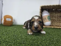 Carson, a male Dachshund for sale in Fort Wayne, IN – Photo 2 of 8