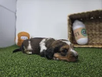 Carson, a male Dachshund for sale in Fort Wayne, IN – Photo 6 of 8