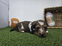 Carson, a male Dachshund for sale in Fort Wayne, IN – Photo 4 of 8