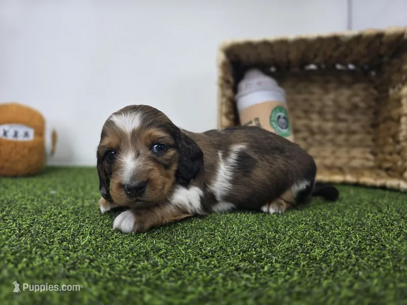 Carson – Dachshund puppy for sale in Fort Wayne, IN