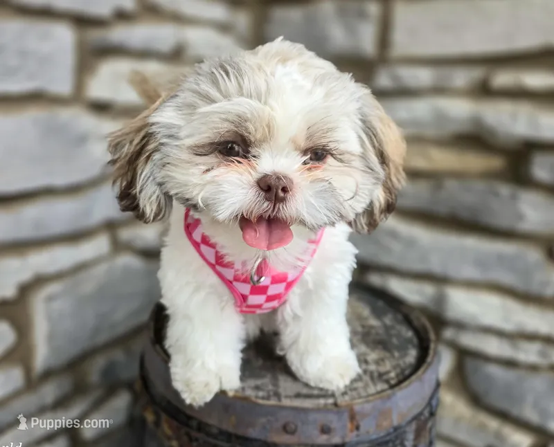 Penny – Shih Tzu puppy on hold in Fort Wayne, IN