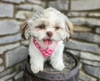 Penny, a female Shih Tzu for sale in Fort Wayne, IN – Photo 1 of 7