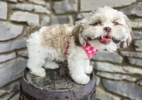 Penny, a female Shih Tzu for sale in Fort Wayne, IN – Photo 3 of 7