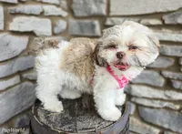 Penny, a female Shih Tzu for sale in Fort Wayne, IN – Photo 4 of 7