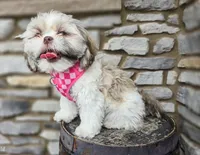 Penny, a female Shih Tzu for sale in Fort Wayne, IN – Photo 7 of 7