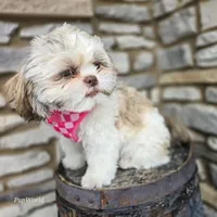 Penny, a female Shih Tzu for sale in Fort Wayne, IN – Photo 5 of 7