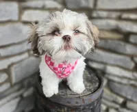 Penny, a female Shih Tzu for sale in Fort Wayne, IN – Photo 2 of 7